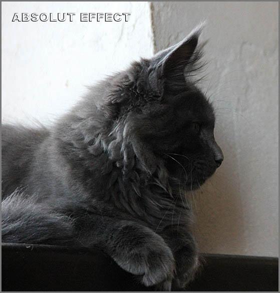Кошка мейн-кун Роксолана питомника Absolut Effect