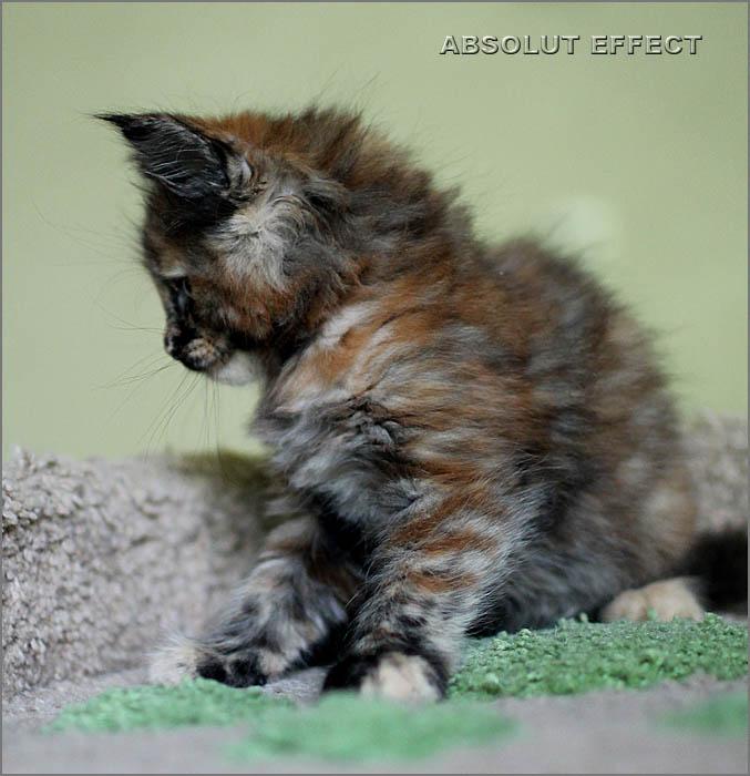 Кошка мейн-кун Манго питомника Absolut Effect