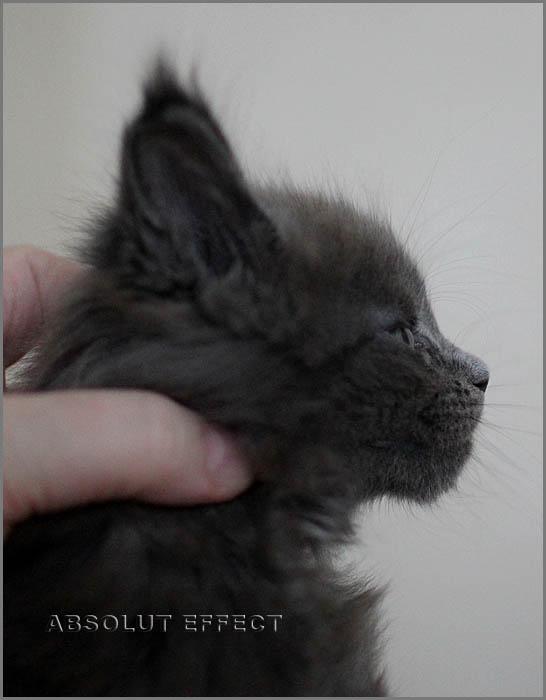   _cattery Absolut Effect_  M_ Absolut Effect Maria Madre